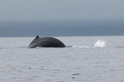 Canadareis Hans & Gina Mom - Whale watching by zodiac